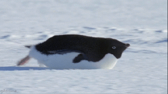 Гифка Пингвин скользит на льду