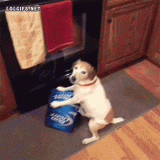 Гифка Собака охраняет пиво
