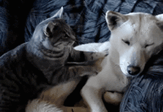 Гифка Кошка делает массаж собаке