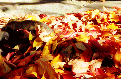 Гифка Кошка в осенних листьях