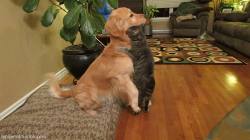 Гифка Кот обнимает собаку