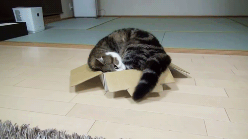 Гифка Кошка в коробке