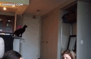 Гифка Кошка прыгает на шкаф