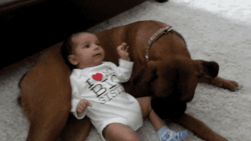 Гифка Ребенок и собака