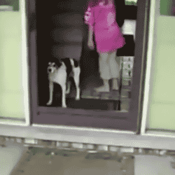 Гифка Собака не может пройти через дверь без стекла