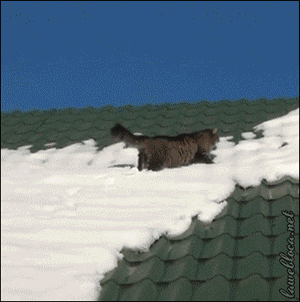 Гифка Кот на заснеженной крыше