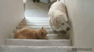 Гифка Собака пытается прокрасться мимо кошки