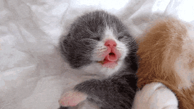 Гифка Спящий новорожденный котёнок