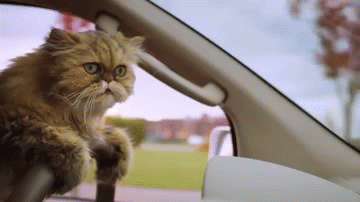 Гифка Кот ведёт автомобиль