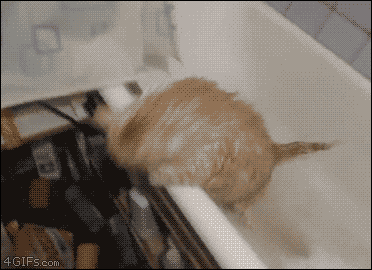 Гифка Кот потерял надежду выбраться из ванны