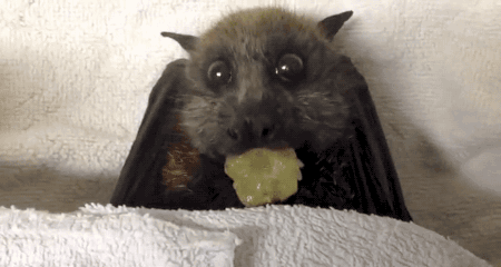 Гифка Летучая мышь ест виноград