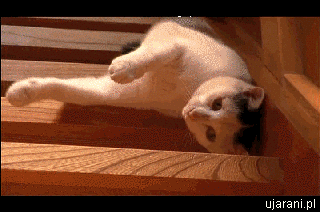 Гифка Кот съезжает вниз по лестнице