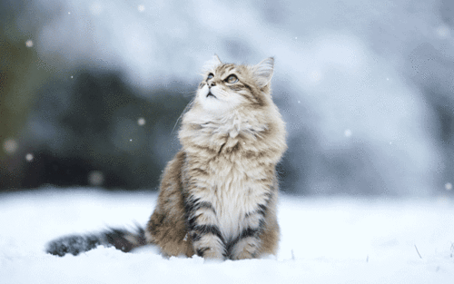 Гифка Кот под снегом