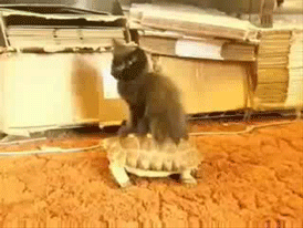 Гифка Котёнок на черепахе
