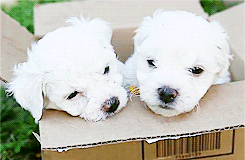 Гифка Два белых щенка