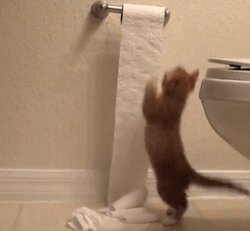 Гифка Кот и туалетная бумага