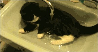 Гифка Кот в раковине под струей воды