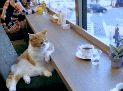 Гифка Грустный кот в кафе