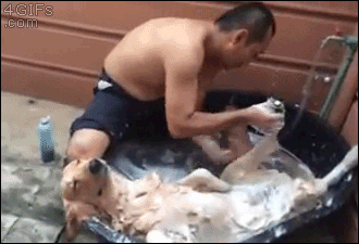 Гифка Помывка собаки