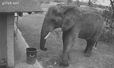 Гифка Слон убирает мусор