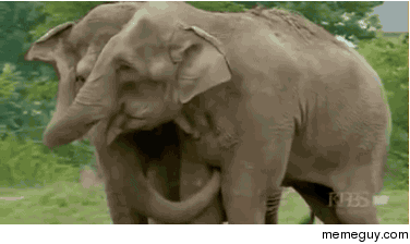 Гифка Два слона встретились после длительного расставания