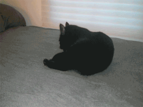 Гифка Перепуганная кошка