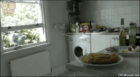 Гифка Чайка залетела на кухню
