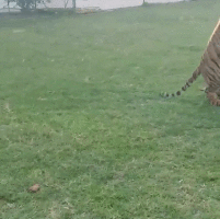 Гифка Тигр-барцуха бросает человека прогибом