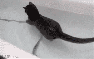 Гифка Кошка в ванне