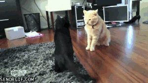 Гифка Черная кошка атакует