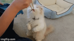 Гифка Персидского кота кормят палочками