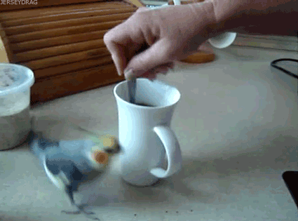 Гифка Попугай бегает вокруг кофе
