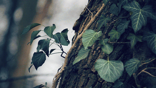 Гифка Листья на ветру