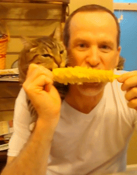 Гифка Кот помогает хозяину есть кукурузу