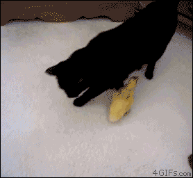 Гифка Утёнок преследует кошку