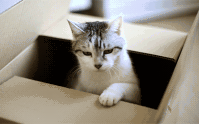 Гифка Кот в коробке