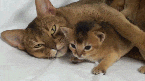 Гифка Кошка с котёнком