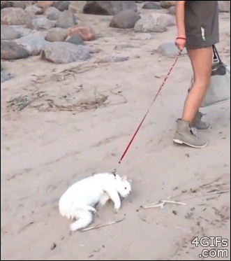 Гифка Кот на пляже