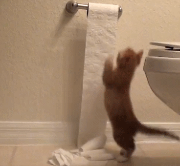 Гифка Котёнок и туалетная бумага