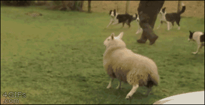 Гифка Овца которая хотела стать собакой