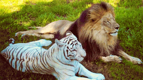 Гифка Белый тигр и лев