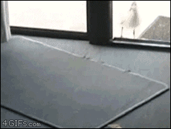 Гифка Чайка против застекленного окна
