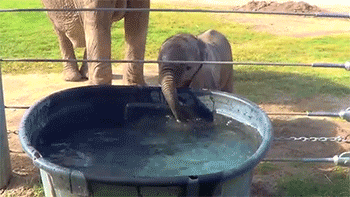 Гифка Слонёнок играет с водой