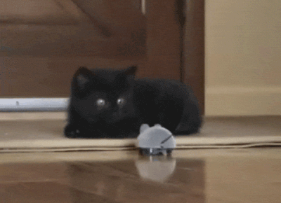 Гифка Чёрный котёнок и мышь