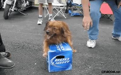 Гифка Собака охраняет пиво