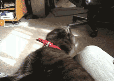 Гифка Кошка засыпает на коленях