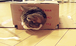 Гифка Кот в коробке
