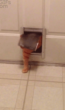 Гифка Толстый кот с трудом пролазит через кошачью дверь