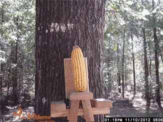 Гифка Белка объедает кукурузу