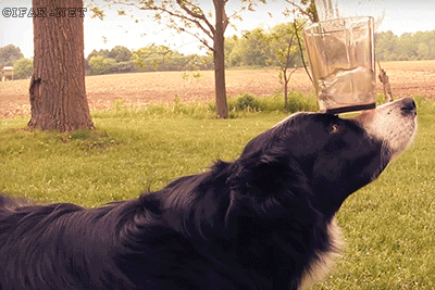 Гифка Собака со стаканом воды
